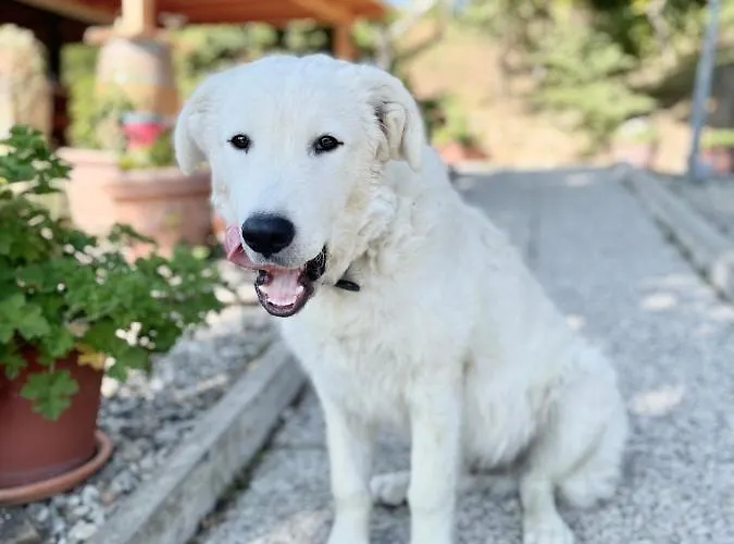 La Tana Del Picchio * Neviano degli Arduini