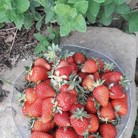 בית חווה La Tana Del Picchio Neviano degli Arduini