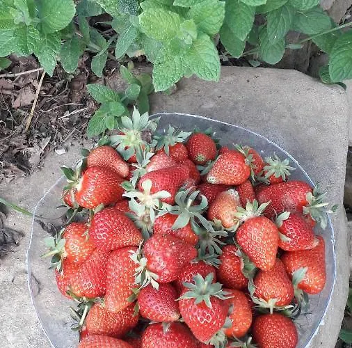 مزرعة للإقامة La Tana Del Picchio Neviano degli Arduini