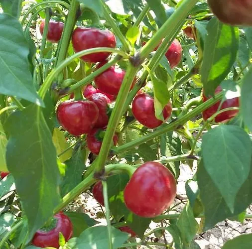 مزرعة للإقامة La Tana Del Picchio *